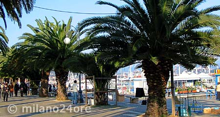 Palmen am Hafen von La Spezia