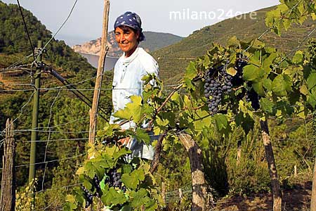 Weinlese Vendemmia auf den Terrassen